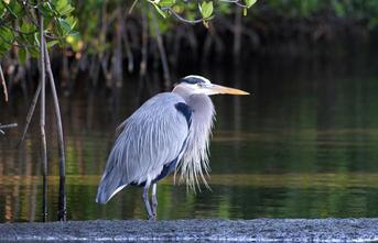 Indian River Lagoon Herion